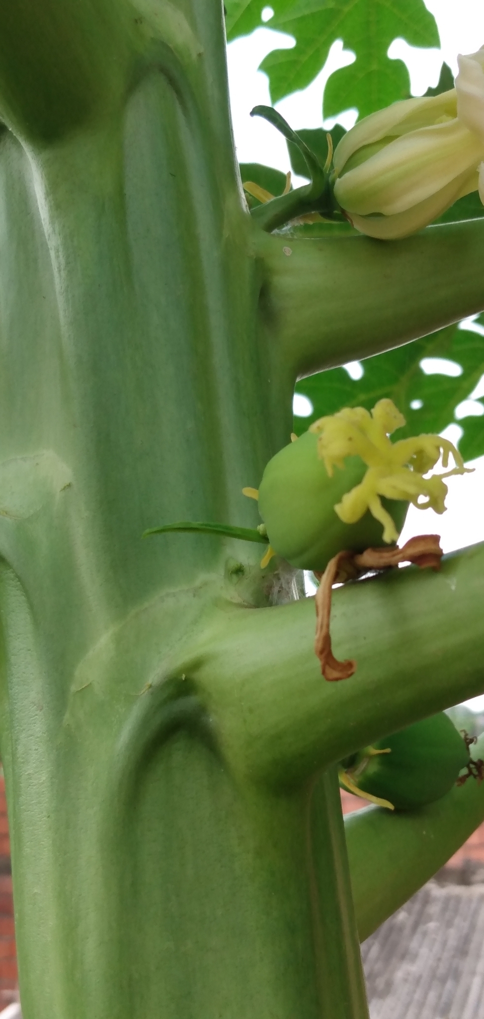 Carica papaya