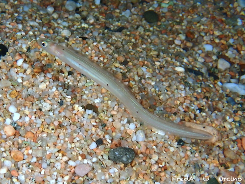 Ariosoma balearicum
