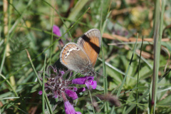 Coenonympha gardetta