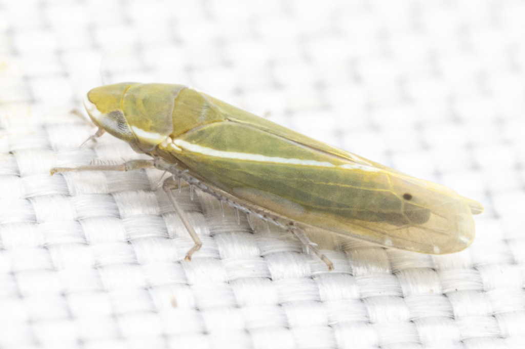 Alconeura fulminea