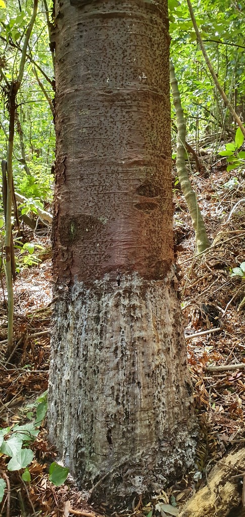 Phytophthora agathidicida from Brooklands, New Plymouth 4310, New ...