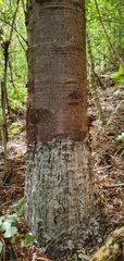 Phytophthora agathidicida