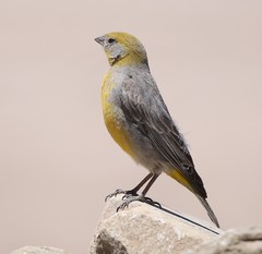 Sicalis uropygialis