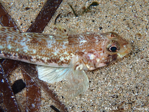 Gobius geniporus