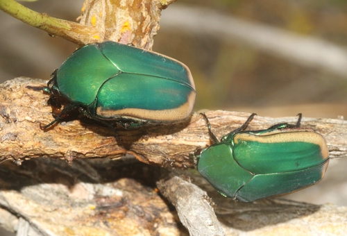 iNaturalist observation photo of Figeater Beetle