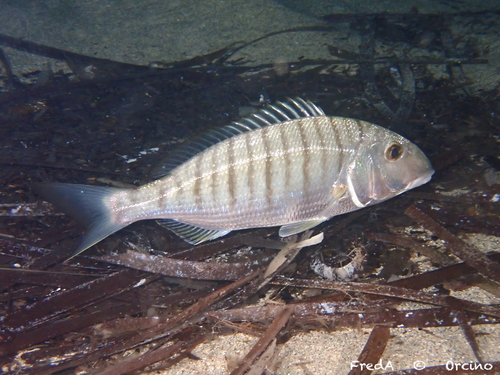 Lithognathus mormyrus