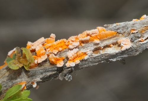 iNaturalist observation photo of coyote brush rust