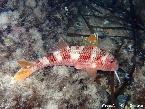 Mullus surmuletus