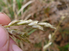 Anthoxanthum redolens