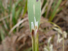 Anthoxanthum redolens