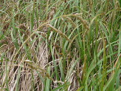 Anthoxanthum redolens