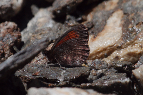 False Mnestra Ringlet