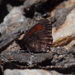 Erebia aethiopellus - Photo (c) benoitnabholz, algunos derechos reservados (CC BY-SA), subido por benoitnabholz