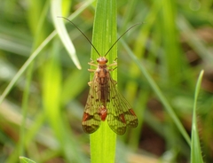 Panorpa rufostigma