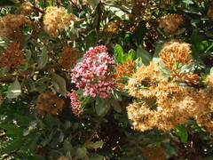 Pluchea zamalloae