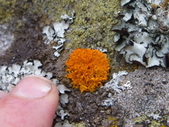 Teloschistes velifer