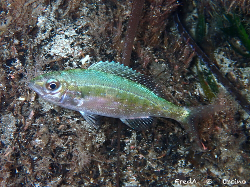 Spicara maena