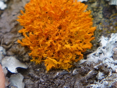 Teloschistes velifer