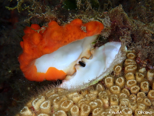 Spondylus gaederopus