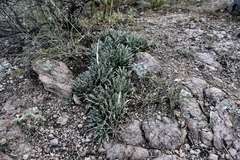 Agave parviflora parviflora