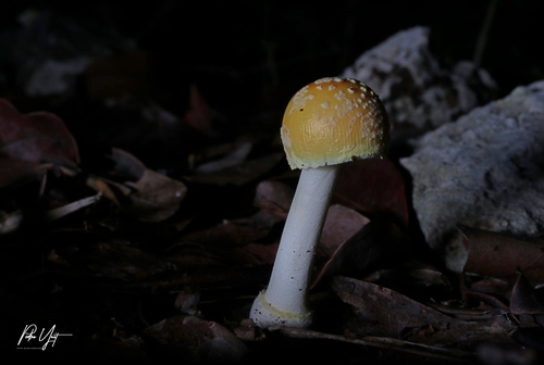 Guzmán's Tropical Amanita