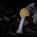 Guzmán's Tropical Amanita - Photo (c) Pedro D. Yuit Mex, some rights reserved (CC BY-NC), uploaded by Pedro D. Yuit Mex