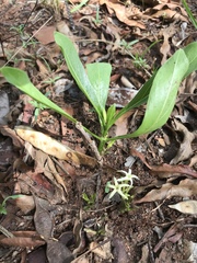 Pygmaeothamnus zeyheri