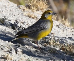 Sicalis uropygialis