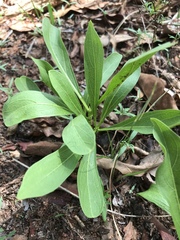 Pygmaeothamnus zeyheri