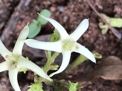 Pygmaeothamnus zeyheri