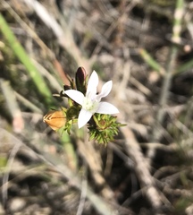 Wahlenbergia calcarea