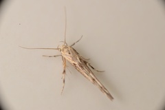 Stathmopoda plumbiflua