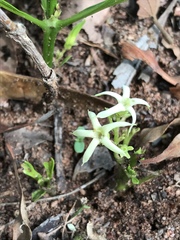 Pygmaeothamnus zeyheri