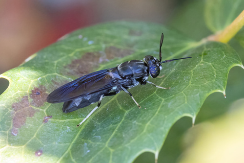 Unknown species found near Springfield, OR, USA
