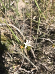 Wahlenbergia calcarea