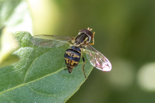 Unknown species found near Springfield, OR, USA