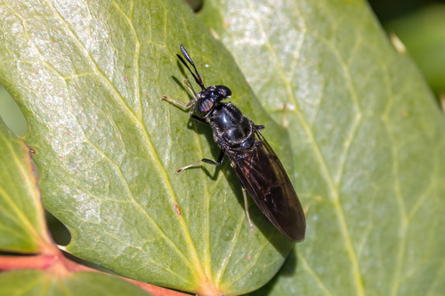 Unknown species found near Springfield, OR, USA