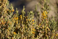 Parastrephia quadrangularis