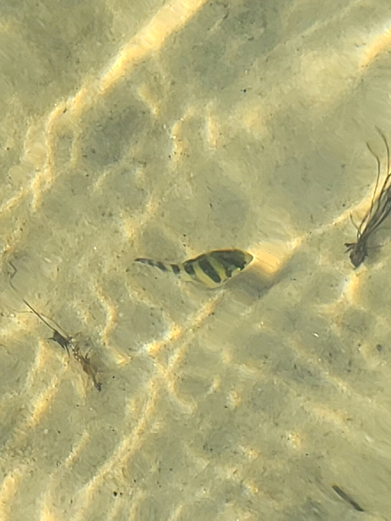 Band Aid Rudder Fish Banded Rudderfish from Baldwin County, AL, USA on September 20, 2025 at ...