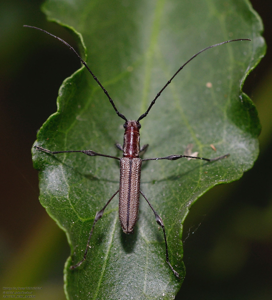 Rhopalophora angustata