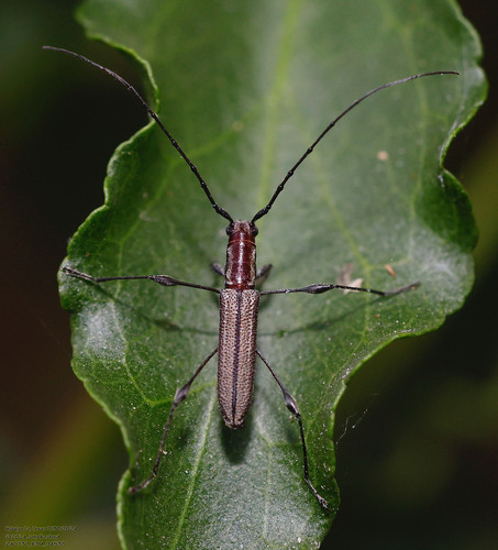 Rhopalophora angustata