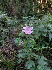 Malva thuringiaca, photograph naturalist_ua_97, CC BY, iNaturalist via GBIF