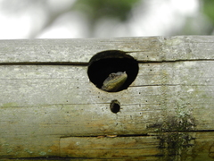 Tropidurus torquatus