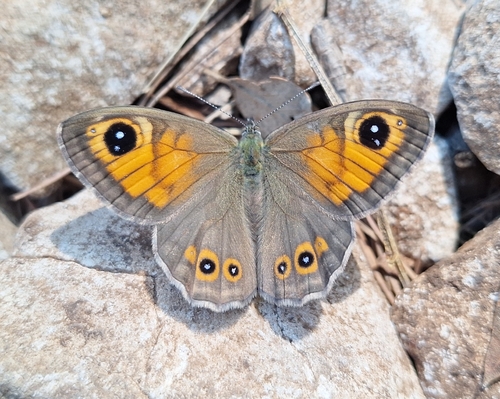 Large Wall Brown