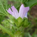 Bull Mallow - Photo (c) Dave Holland, some rights reserved (CC BY-NC), uploaded by Dave Holland
