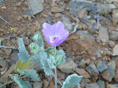 Palaua