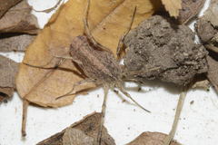 Odiellus troguloides