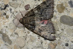 Catocala coniuncta