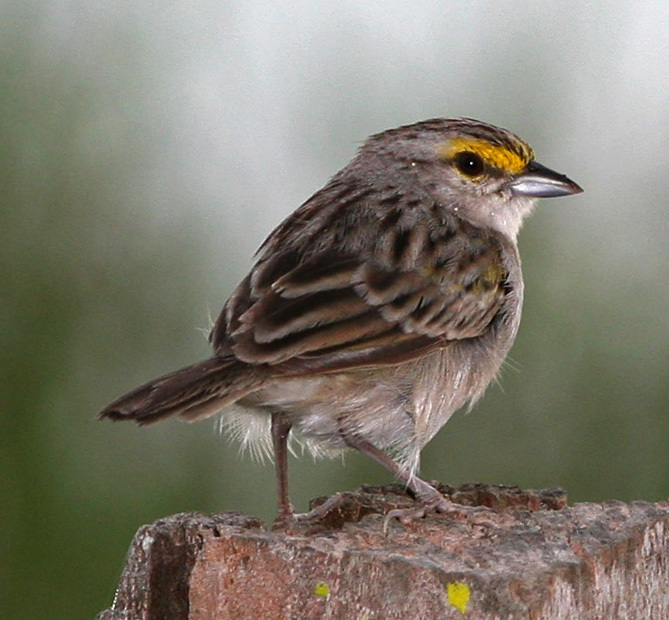 sparrow AR×yellow moon Yellow-browed Sparrow (Ammodramus aurifrons