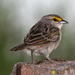 Yellow-browed Sparrow - Photo (c) http://www.birdphotos.com, some rights reserved (CC BY)